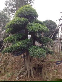 瀏陽(yáng)造型花木有限公司,瀏陽(yáng)紅花繼木和羅漢松,瀏陽(yáng)小葉女貞和榆樹,欏木石楠和桂花哪里的好 瀏陽(yáng)造型花木有限公司,瀏陽(yáng)紅花繼木和羅漢松,瀏陽(yáng)小葉女貞和榆樹,欏木石楠和桂花哪里的好